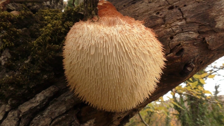 Ежовик гребенчатый Hericium Erinaceus