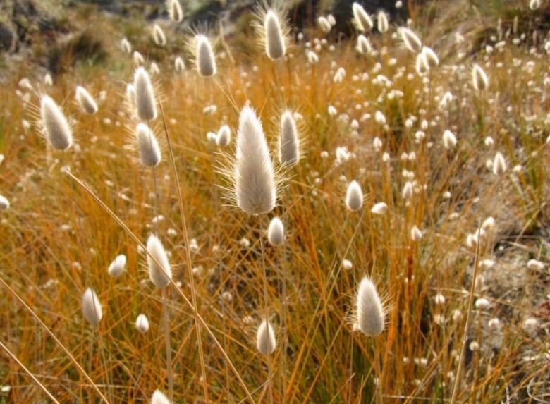 Пеннисетум зайцехвост