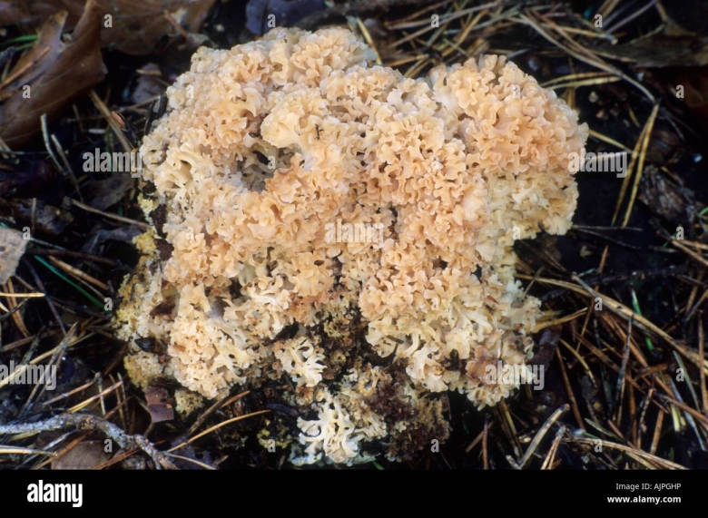 Спарассис курчавый грибная капуста