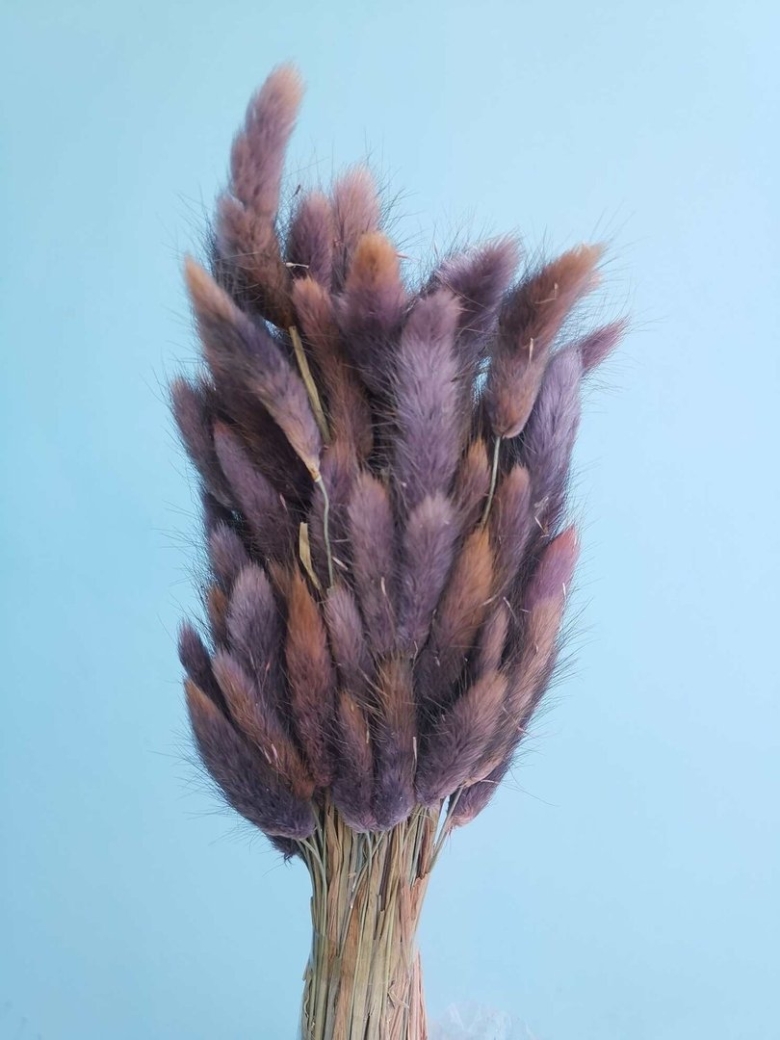 Лагурус коричневый