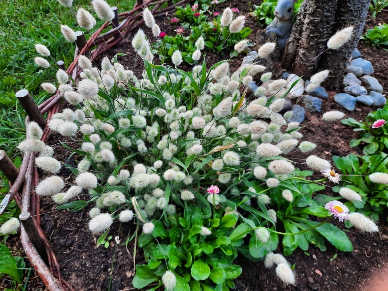 Зайцехвост яйцевидный