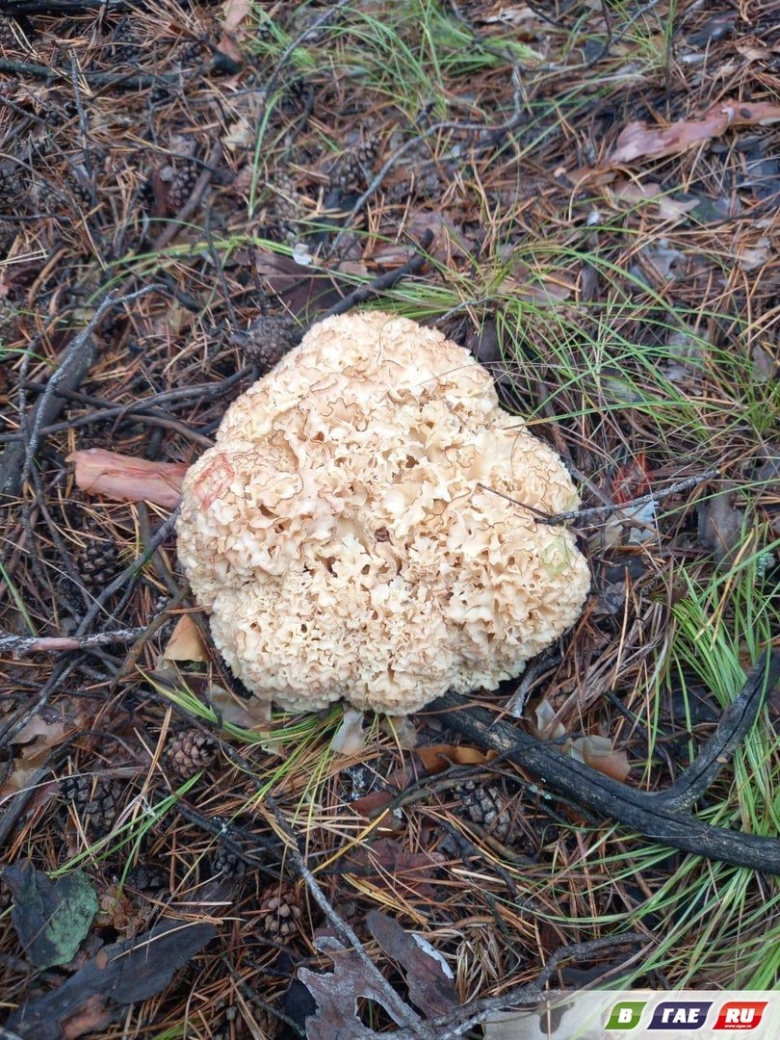 Гриб спарассис курчавый