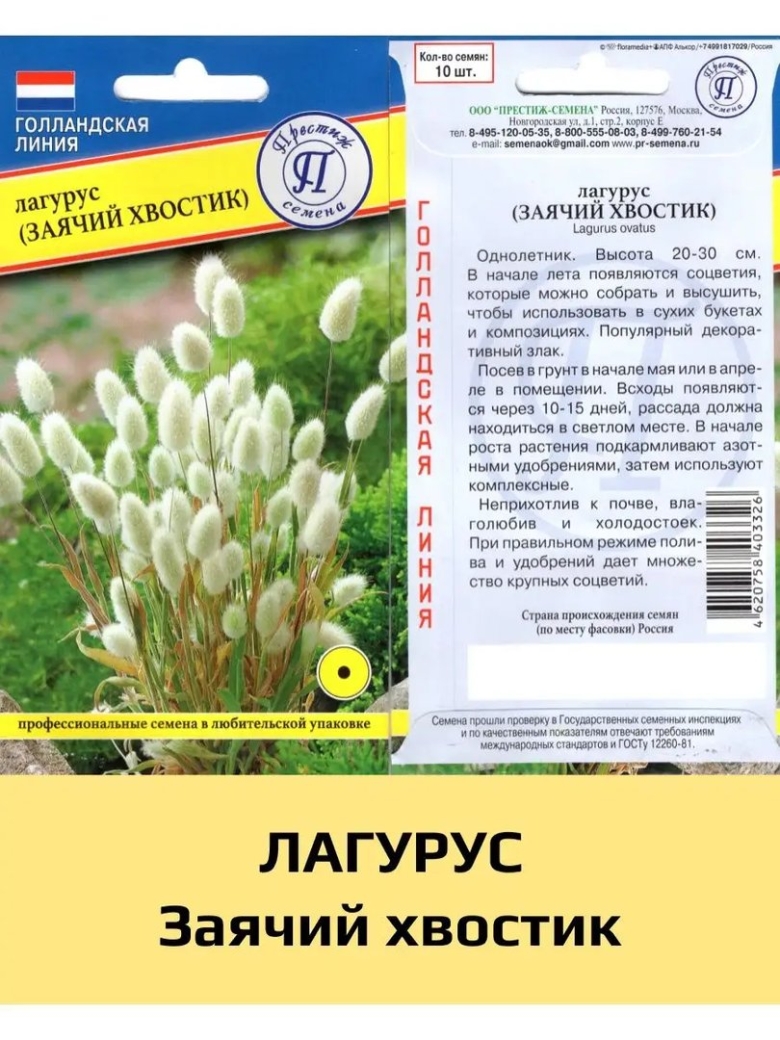 Растение Заячий хвостик фото и описание