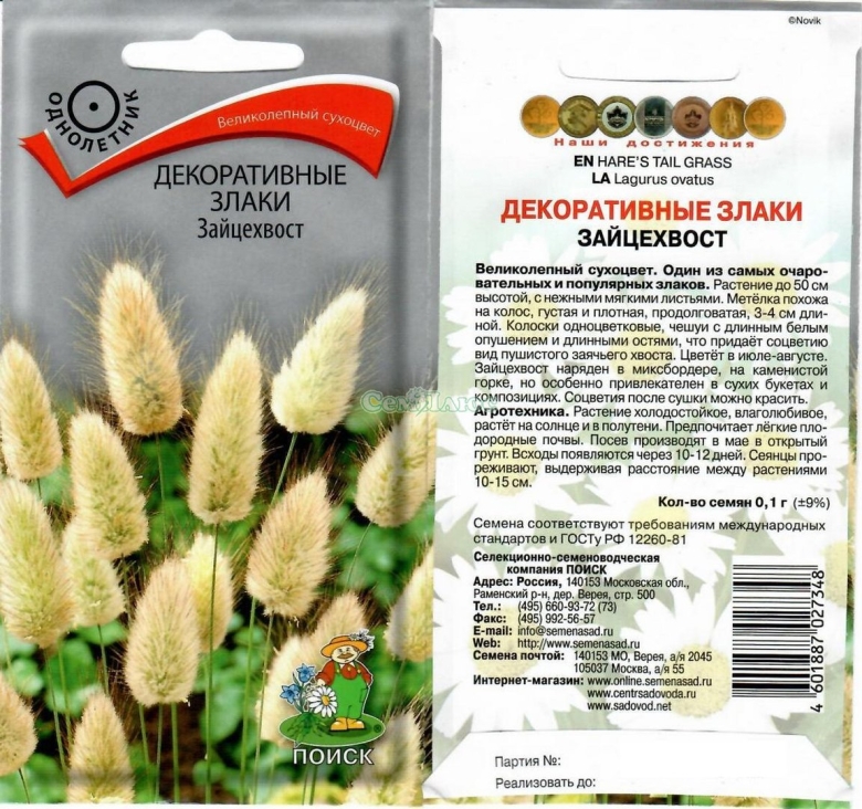 Декоративные злаки зайцехвост