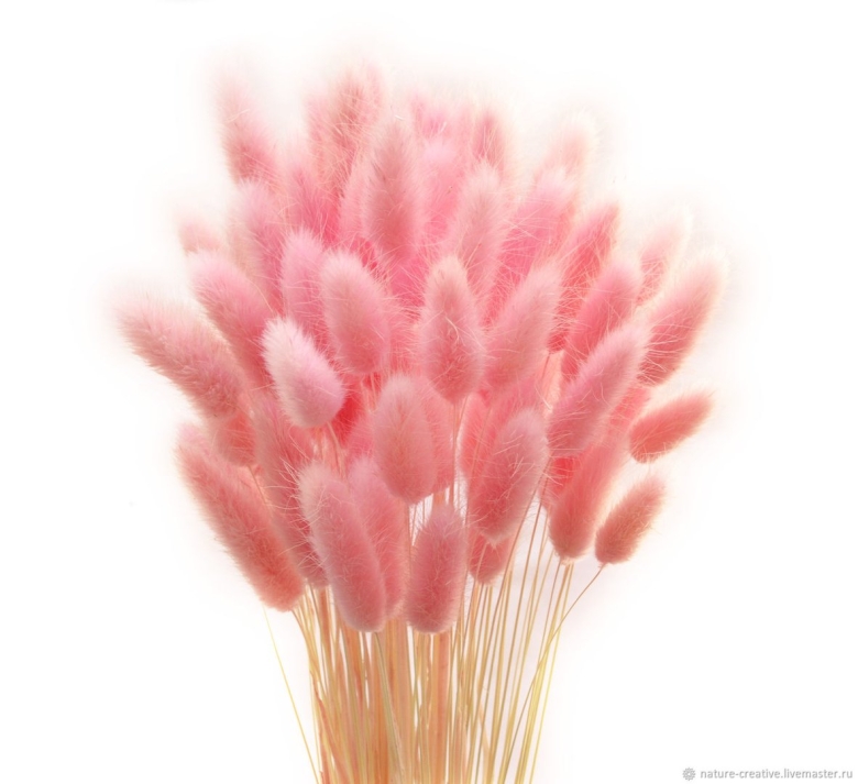 Лагурус Заячий хвостик