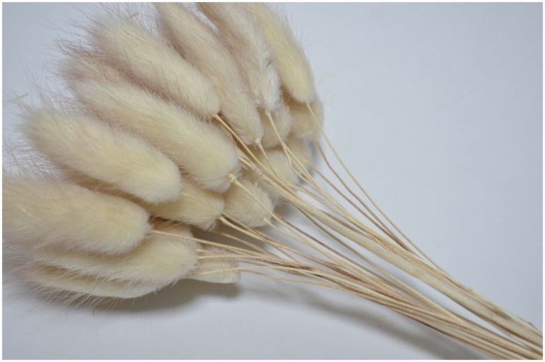 Зайцехвост лагурус