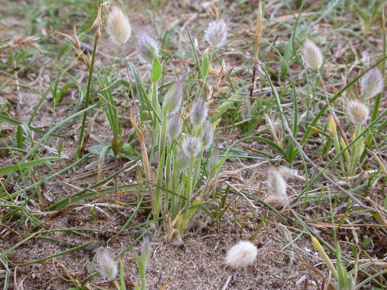 Лагурус яйцевидный