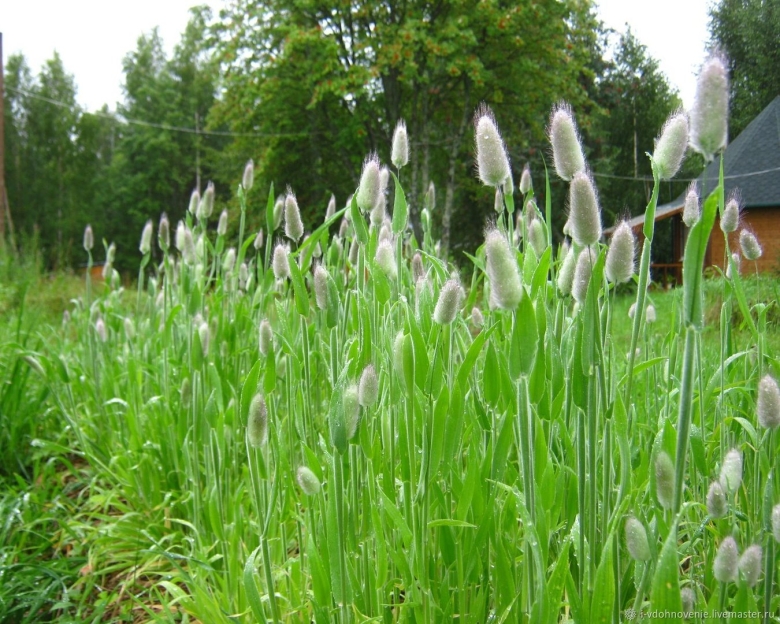 Заячий хвост (лагурус)