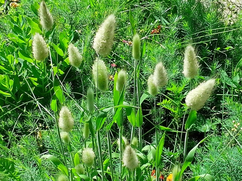 Лагурус заячий хвостик