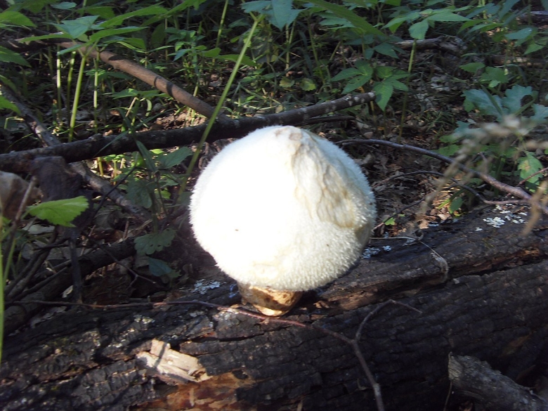 Белый мохнатый гриб