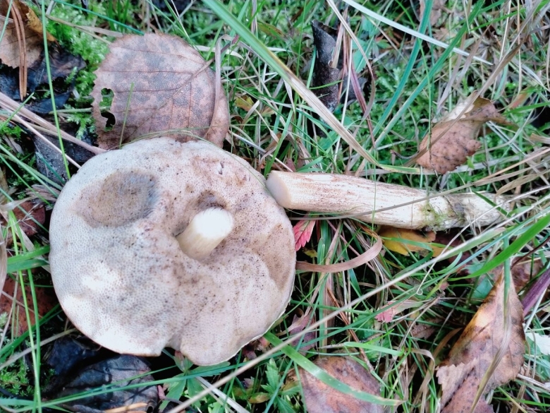 Заячий гриб