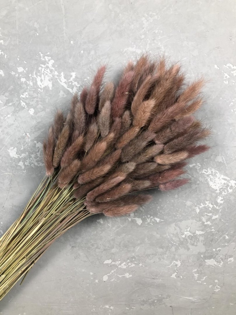 Сухоцвет лагурус