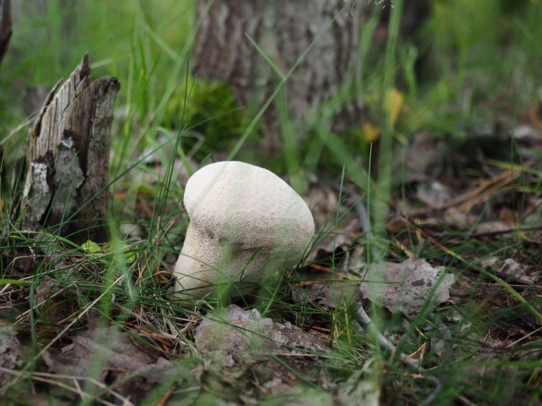 Грибы Архангельской области