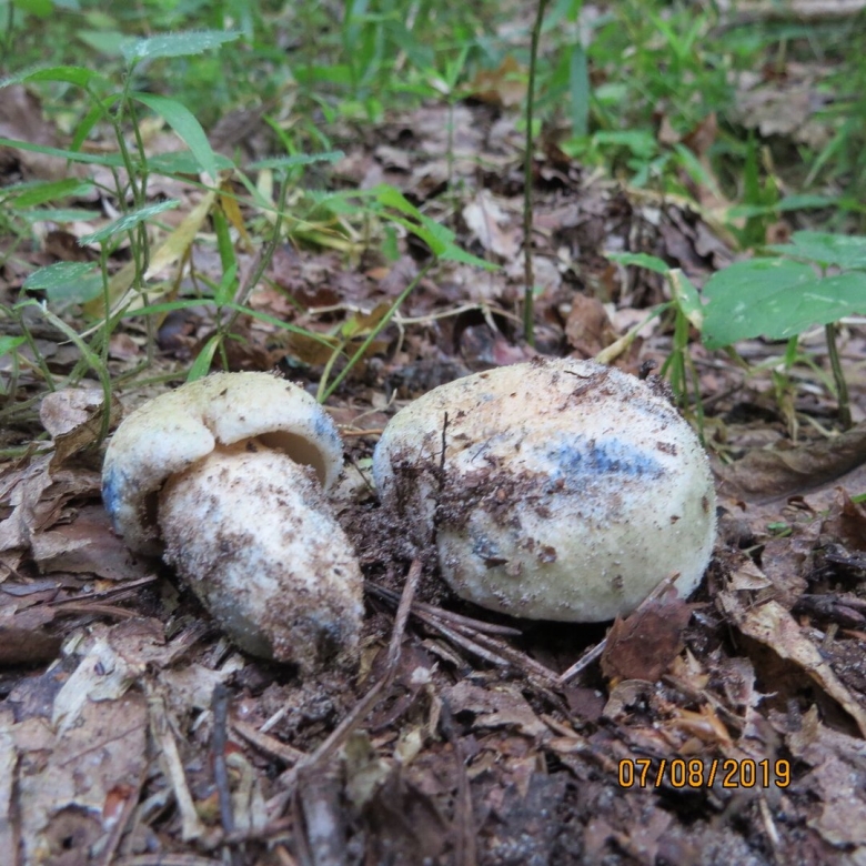 Гиропорус синеющий gyroporus cyanescens