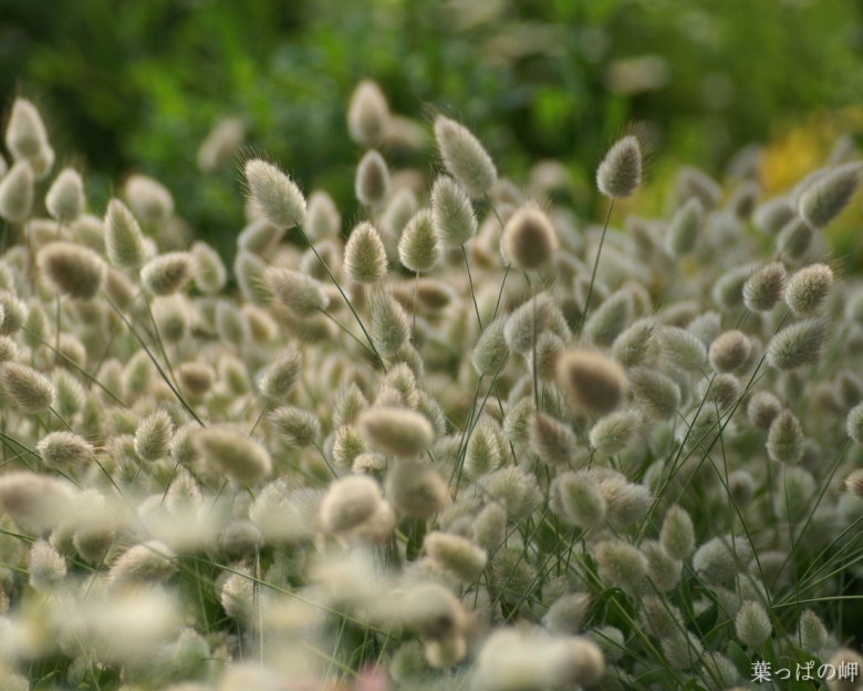 Зайцехвост лагурус