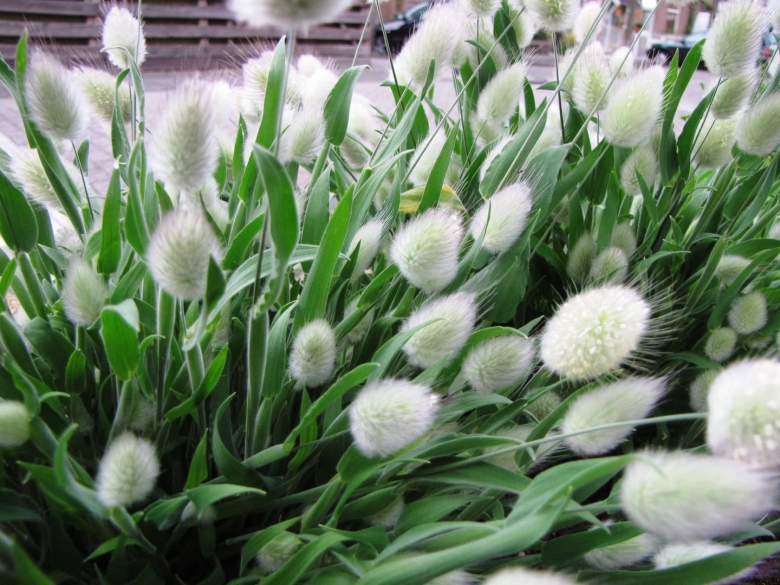 Зайцехвост лагурус