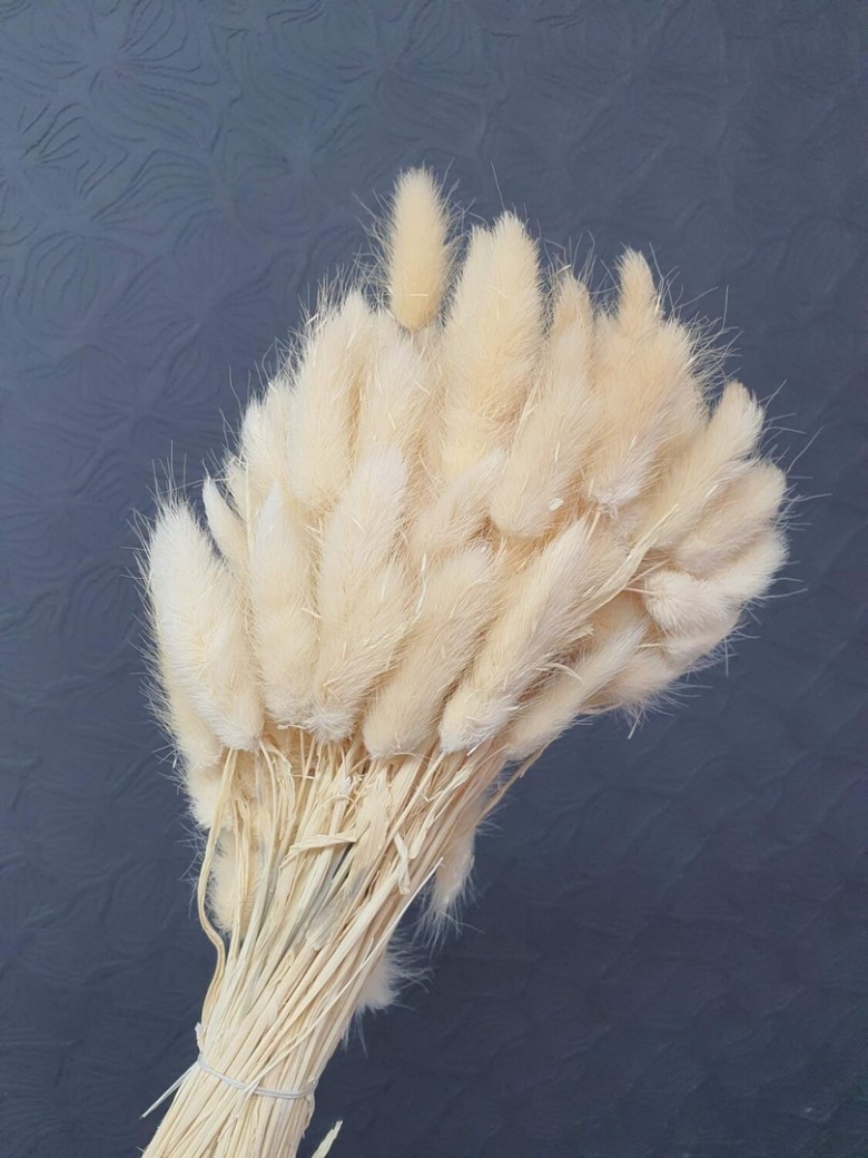 Лагурус белый