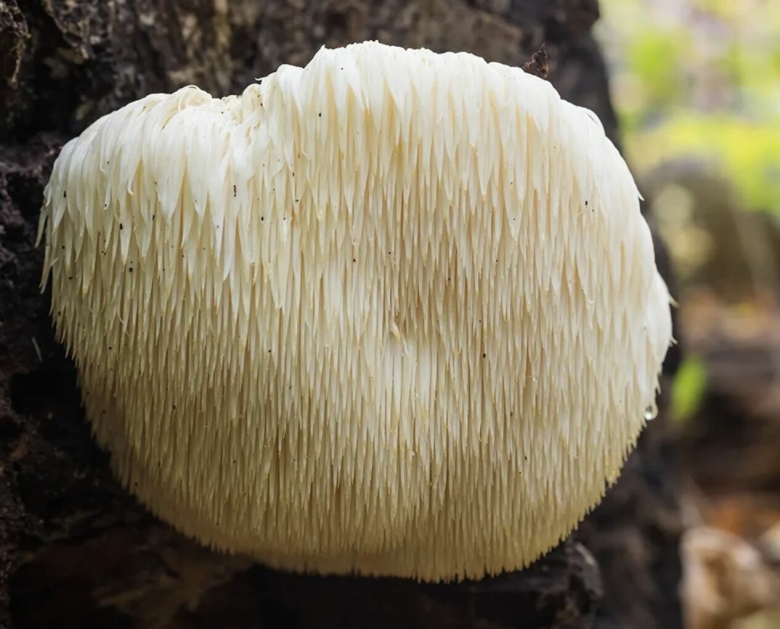 Ежовик гребенчатый мицелий