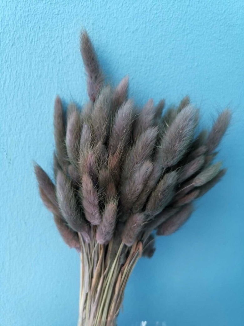 Лагурус голубой