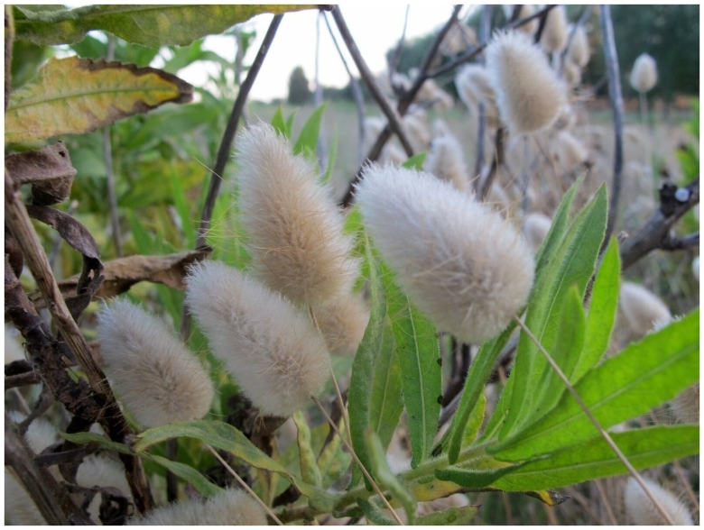 Зайцехвост яйцевидный