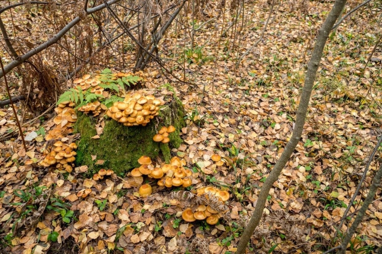 Фото опят в лесу осенью