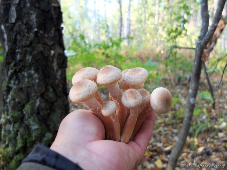 Опенок обыкновенный