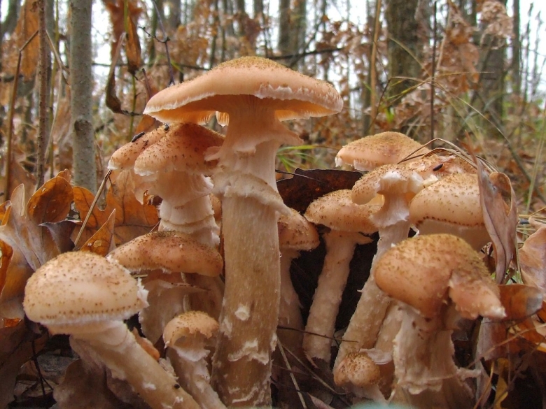 Осенний опенок фламмулина