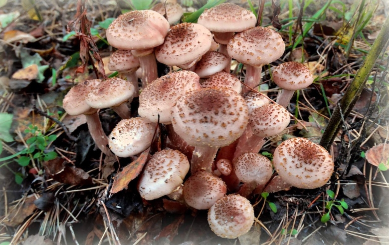 Опята грибы переростки