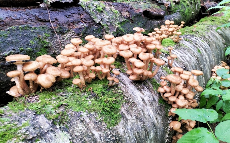 Опята осенние фото