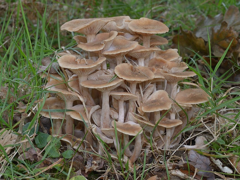 Опенок ссыхающийся Armillaria tabescens