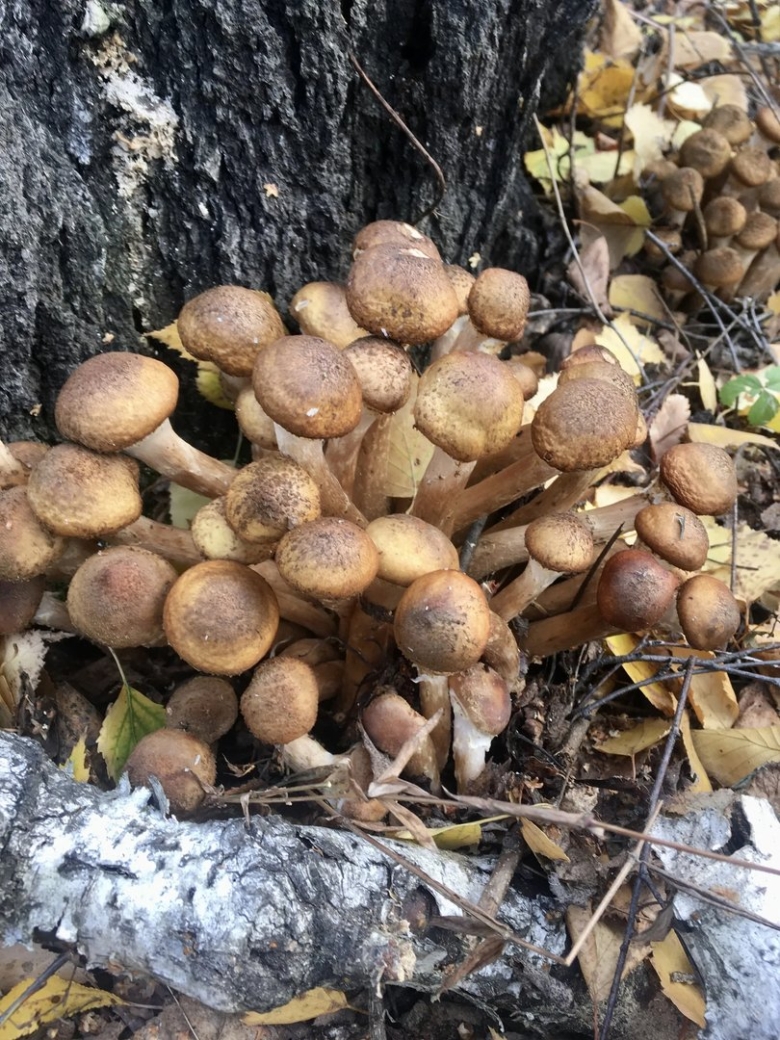 Опята осенние фото