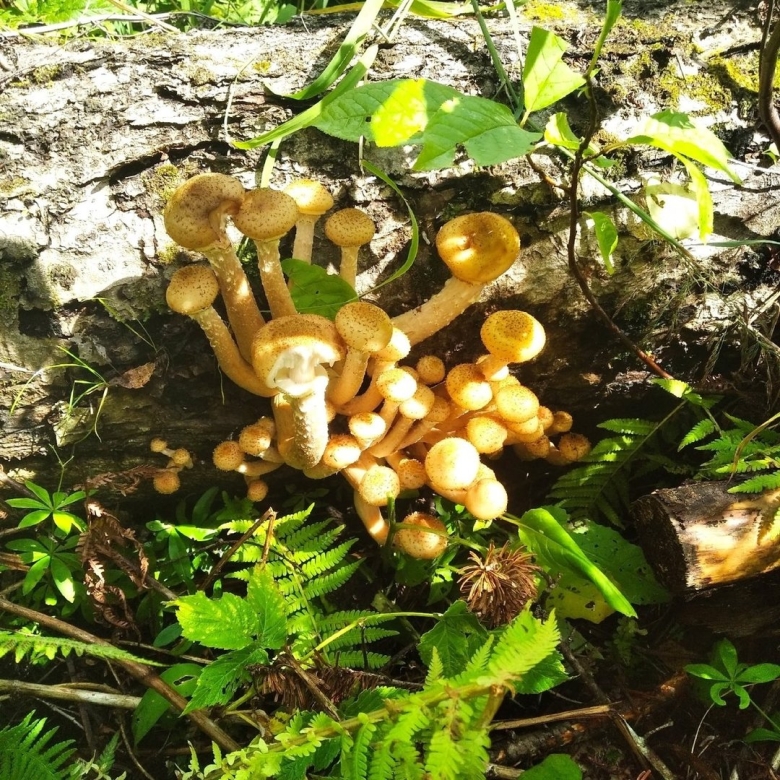 Armillaria ostoyae
