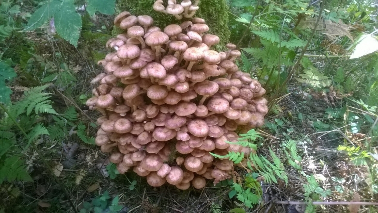 Опята в Ростовской области