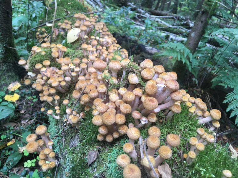 Осенние опята