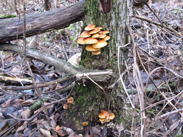 Опенок поздний зимний