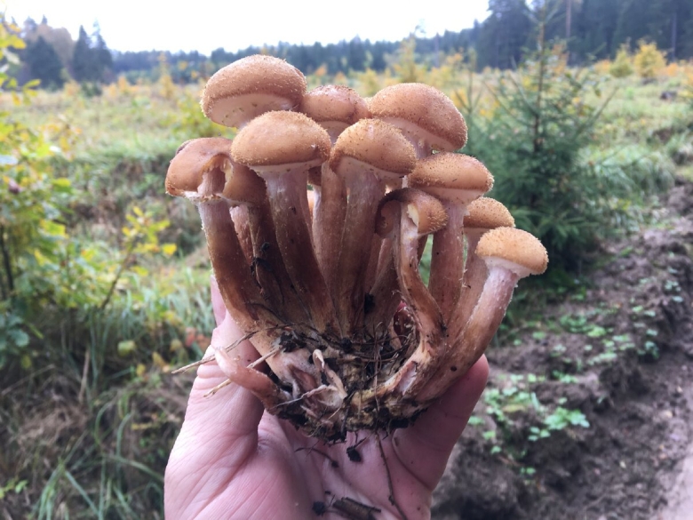 Сапрофитные грибы