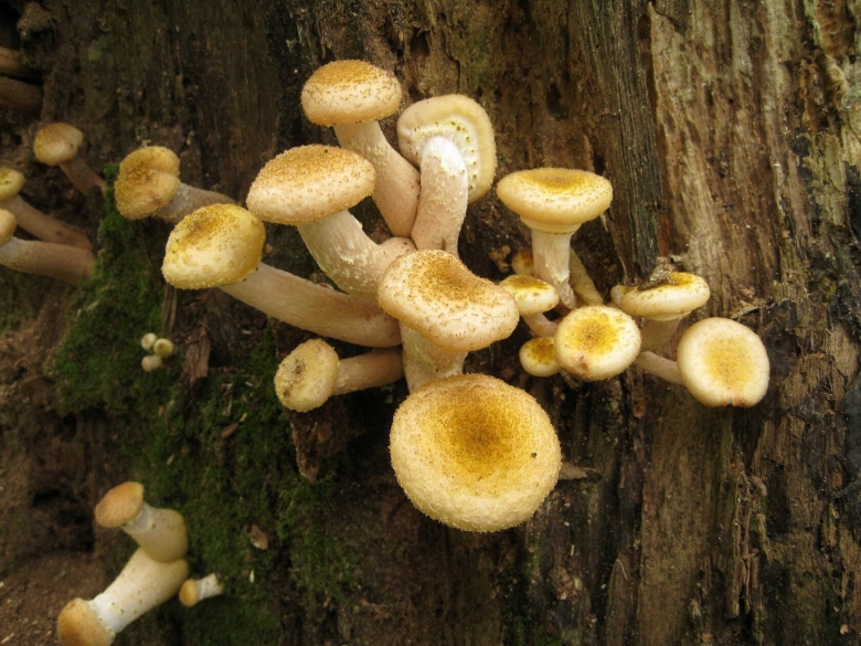 Опята под микроскопом