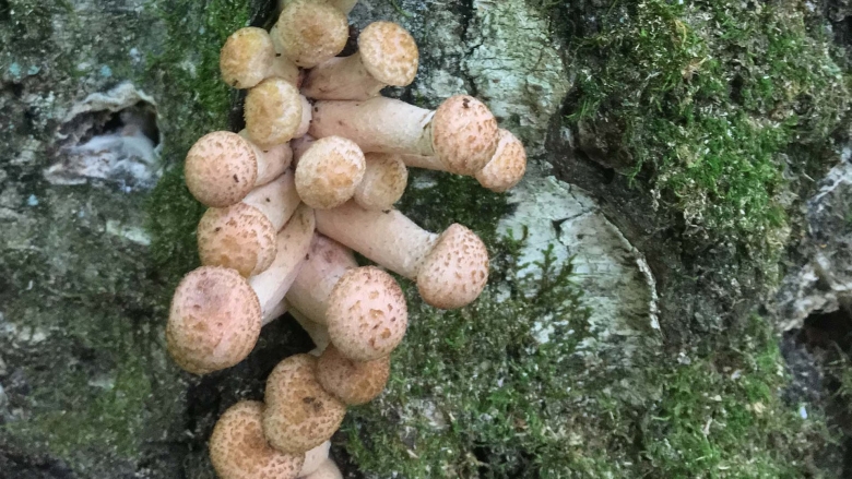 Подмосковные опята