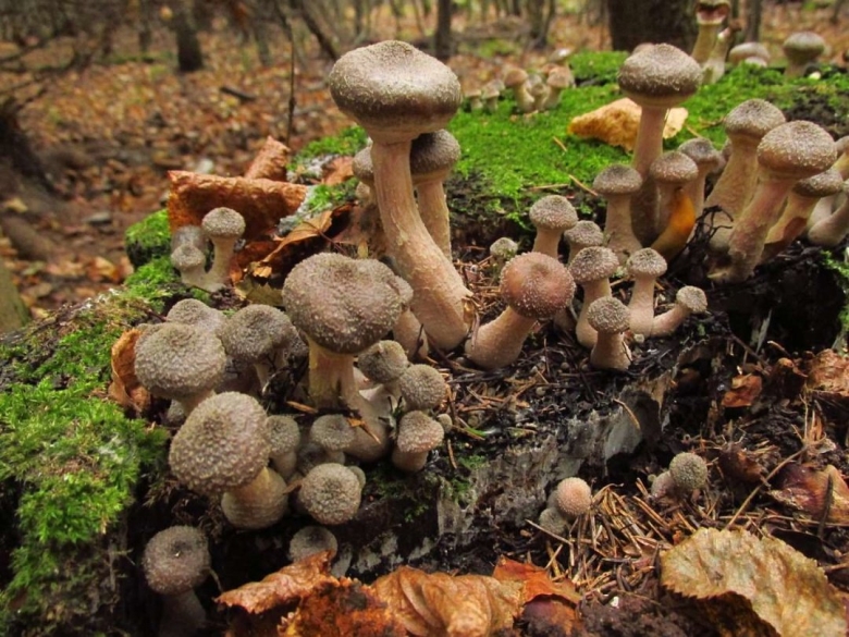 Опенок поздний Галика