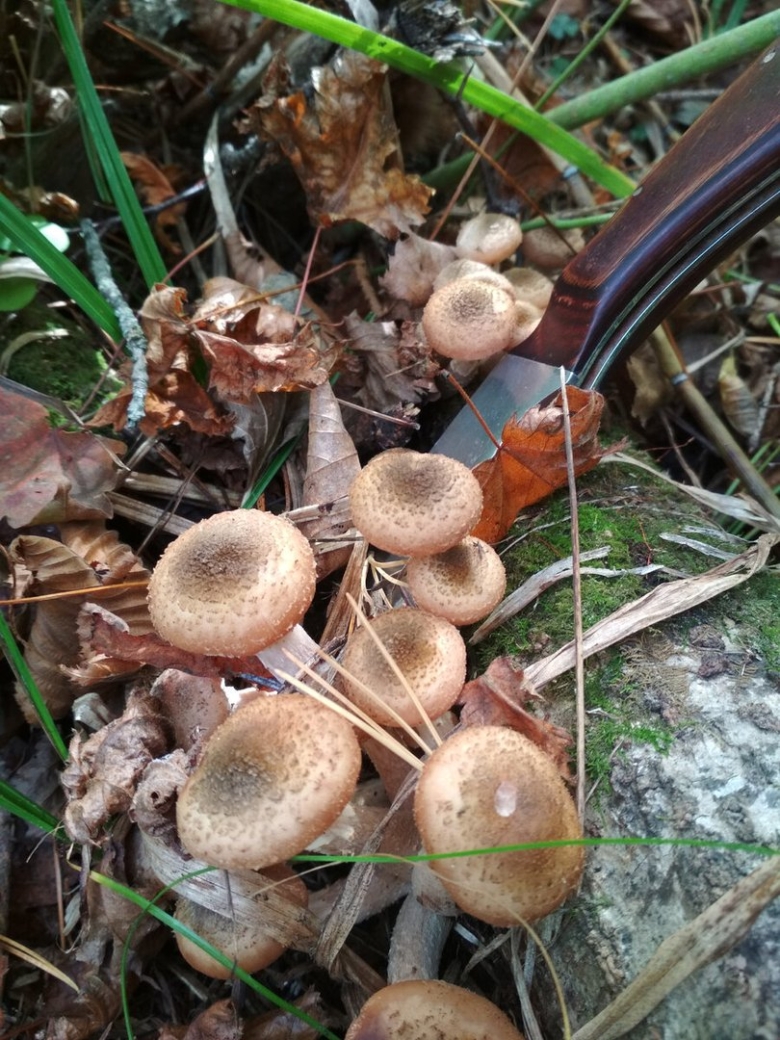 Пневые опята