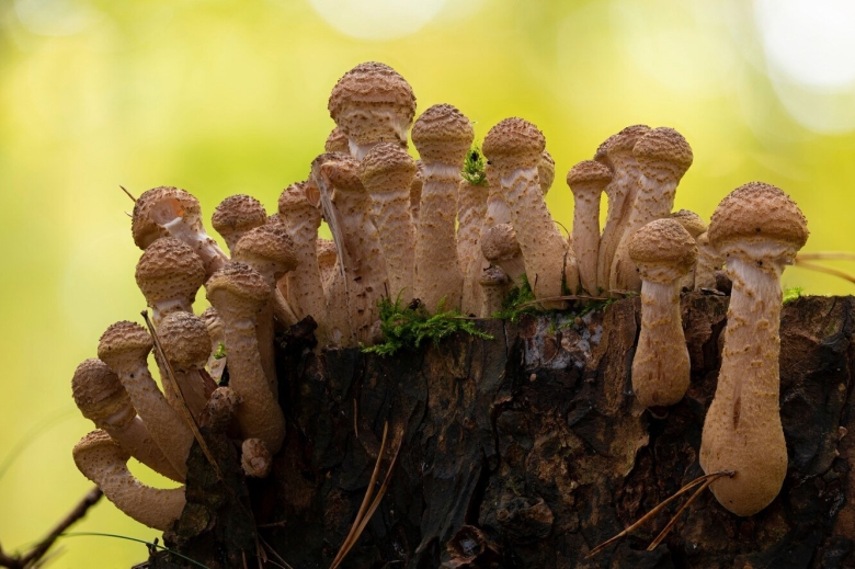 Опенок весенний Приморский