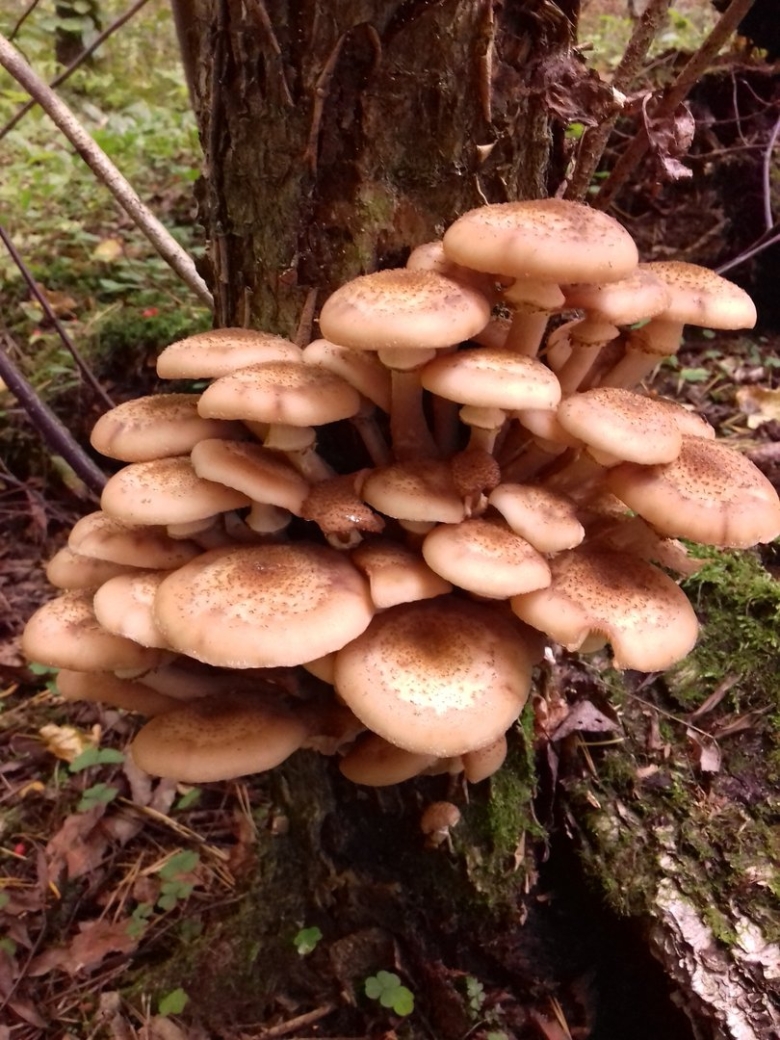 Гриб опёнок осенний