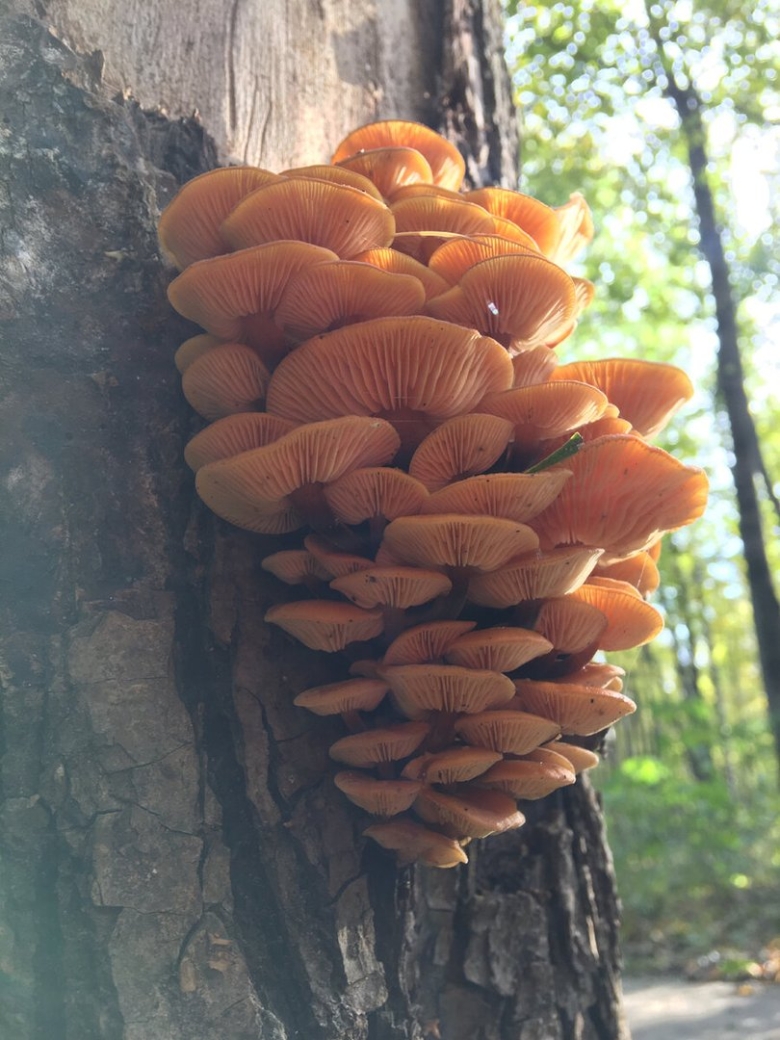 Зимний опенок фламмулина