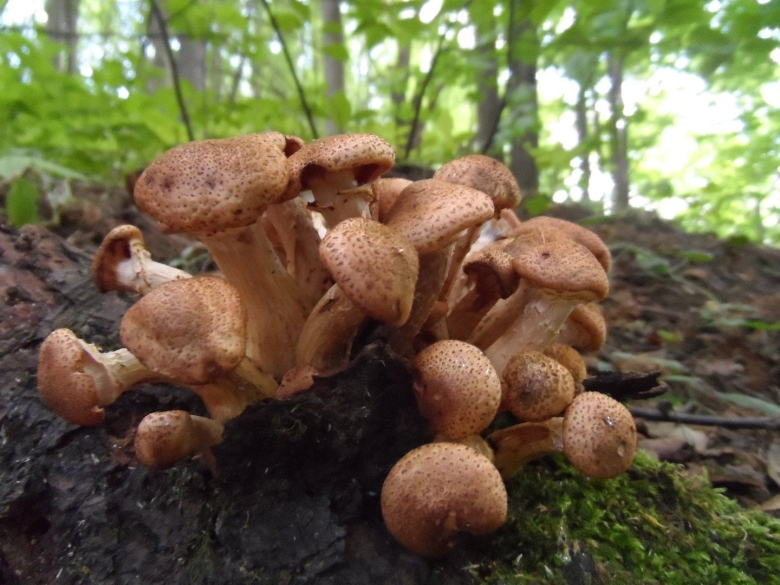 Опята в дубовом лесу