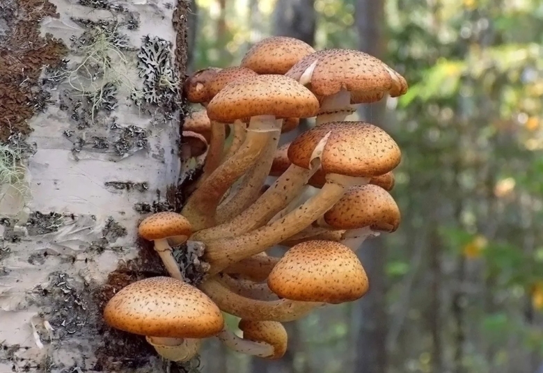 Опенок осенний Дальневосточный