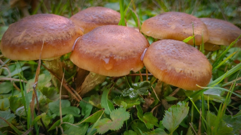 Летние опята говорушки