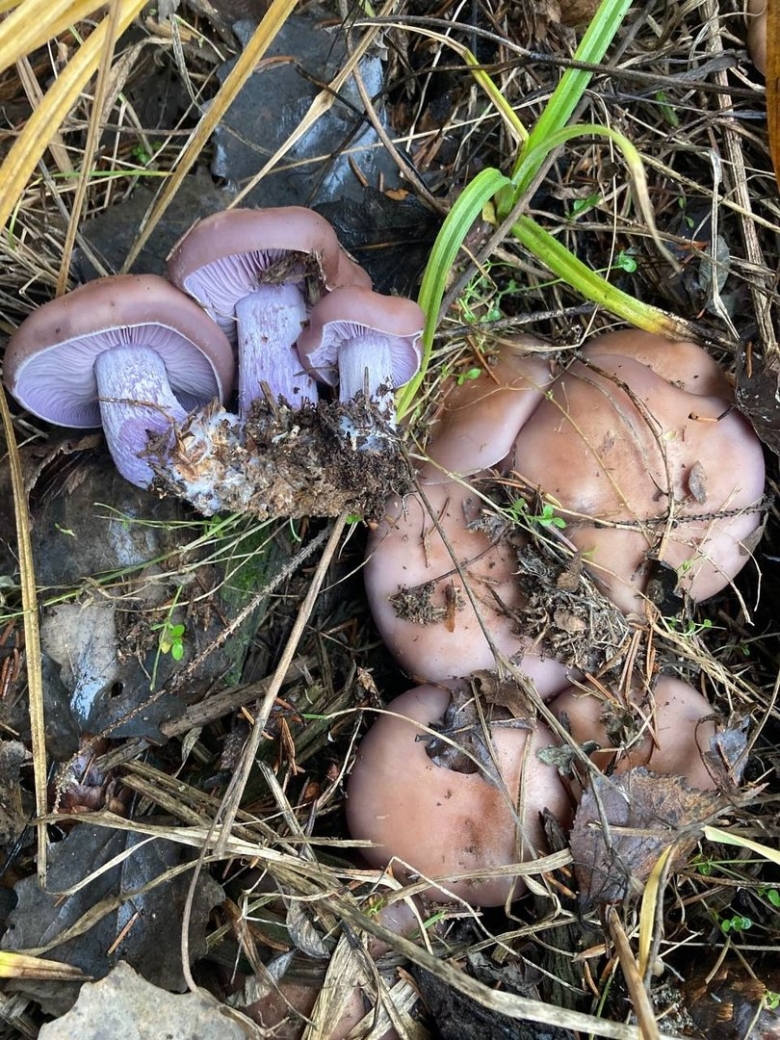 Гриб рядовка лиловоногая