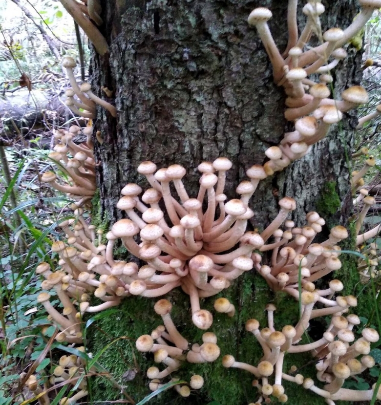 Опята крымские