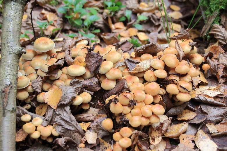 Поздние осенние грибы Подмосковья съедобные