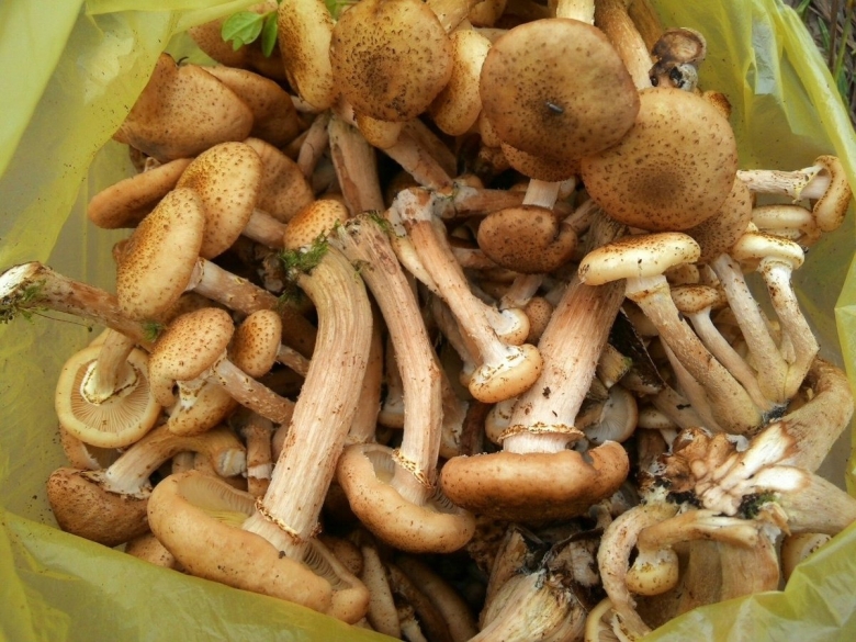 Гриб опенок